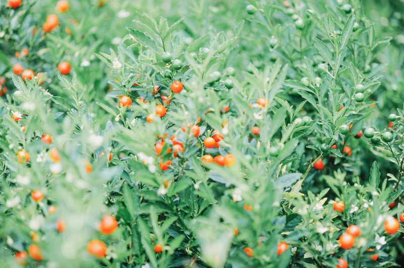 Ashwagandha